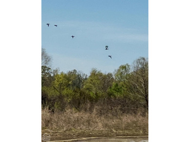 1,962 Acres on the Black River | A Once-in-a-Generation Arkansas - photo 17