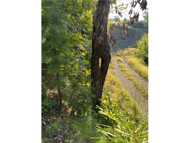 Spring Mountain Estate spans 1,675+/- contiguous acres in Yell & - photo 16