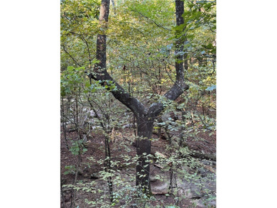 Spring Mountain Estate spans 1,675+/- contiguous acres in Yell & - photo 19