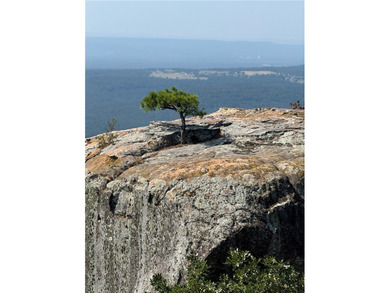 Spring Mountain Estate spans 1,675+/- contiguous acres in Yell & - photo 23