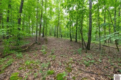This hunting tract in Calloway County, Kentucky offers an - photo 25