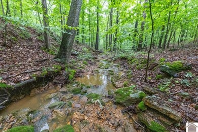 This hunting tract in Calloway County, Kentucky offers an - photo 37