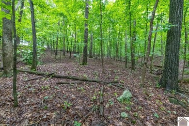 This hunting tract in Calloway County, Kentucky offers an - photo 38
