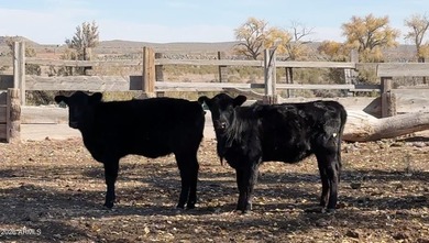 645.888 ACRE FARM WITH BARN, CATTLE CHUTES AND CITY WATER. HERDS - photo 3
