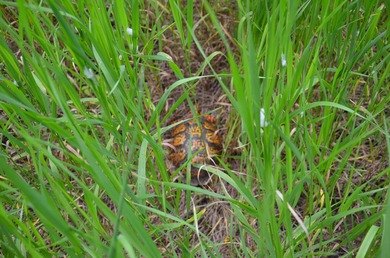 Discover a rare opportunity to own 177 acres of diverse and - photo 31