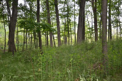Discover a rare opportunity to own 177 acres of diverse and - photo 45