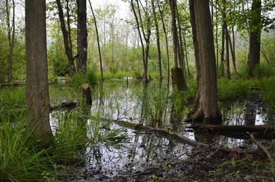 Discover a rare opportunity to own 177 acres of diverse and - photo 46