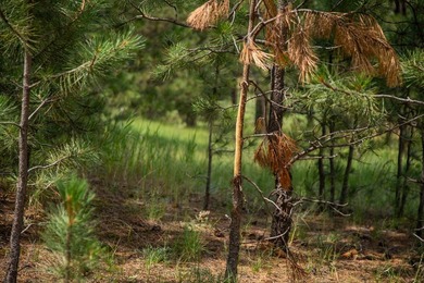 Presenting A Bar Ranch in Douglas County Colorado, a front range - photo 40