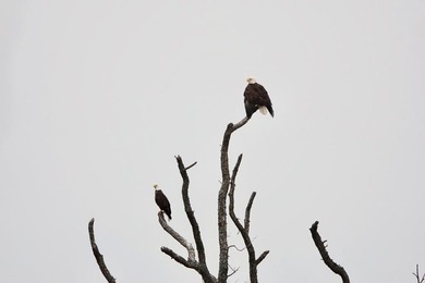 EAGLE POINT RANCH: A Texas Hill Country Legacy and rare - photo 49