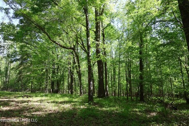 Nestled in the heart of Claiborne County, this exceptional - photo 45