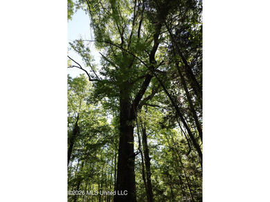 Nestled in the heart of Claiborne County, this exceptional - photo 47