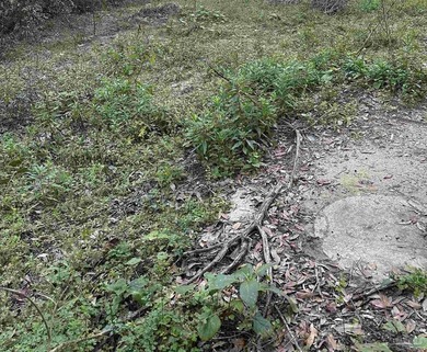 This 0.54-acre offering includes two parcels: one fronting Kelly - photo 7