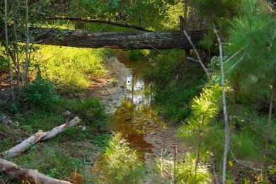 Lake Springs Ranch is the epitome of a true East Texas - photo 14