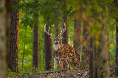 Lake Springs Ranch is the epitome of a true East Texas - photo 15