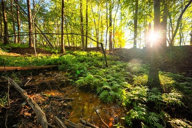 Lake Springs Ranch is the epitome of a true East Texas - photo 18