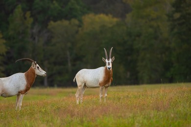 Lake Springs Ranch is the epitome of a true East Texas - photo 37