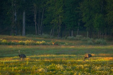 Lake Springs Ranch is the epitome of a true East Texas - photo 40