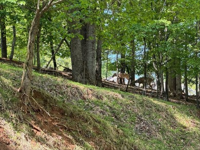 The property is ideally situated in rural southwestern Virginia - photo 3