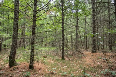 Whether you're looking to hunt, fish, relax, or simply escape - photo 16