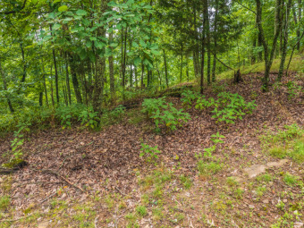 Cherokee Lake View Building Lot in Chelaque - Lake Lot For Sale in Mooresburg, Tennessee
