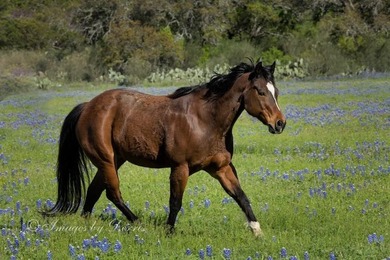 38 +/- acres in Sendero Ridge- horse ready, private & - photo 9