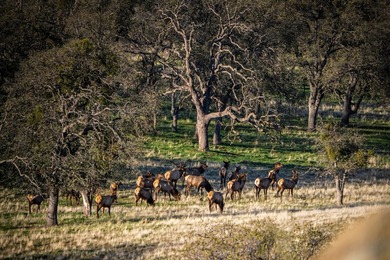 Located near Bear Valley Springs, the Black Oaks Ranch is a - photo 7