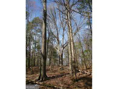 Lot 26 - Stunning huge 4.66 acre lot with huge mature hardwood - photo 5