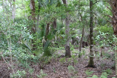 Amazing 37-acre recreational property and potential homesite - photo 5