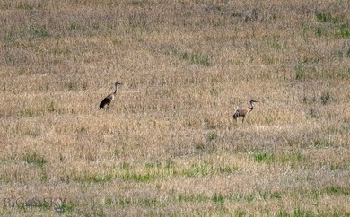 Opportunity awaits in the famed Paradise Valley of Livingston - photo 14