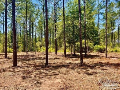 Lot 87 on Pine Preserve Ln offers a rare, high-and-dry 3.77-acre - photo 3