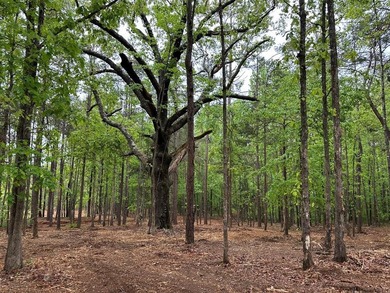 APPROX 70 ACRES OF LAFAYETTE COUNTY MS LAND JOINING THE HOLLY - photo 11