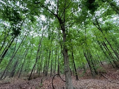 APPROX 70 ACRES OF LAFAYETTE COUNTY MS LAND JOINING THE HOLLY - photo 29