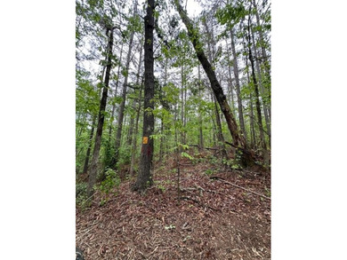 APPROX 70 ACRES OF LAFAYETTE COUNTY MS LAND JOINING THE HOLLY - photo 36