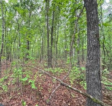 APPROX 70 ACRES OF LAFAYETTE COUNTY MS LAND JOINING THE HOLLY - photo 40