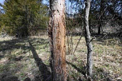 This 25+/- acre tract is located near Brumley in Miller County - photo 2