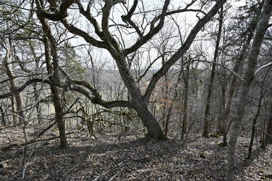 This 25+/- acre tract is located near Brumley in Miller County - photo 8