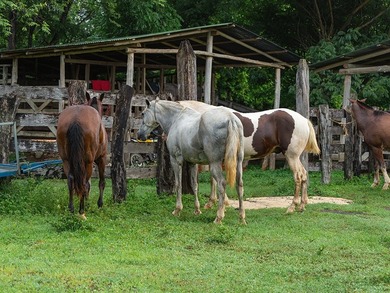 COSTA RICA: 1300+ acres of pristine Jungle/Forest/Valleys in the - photo 29