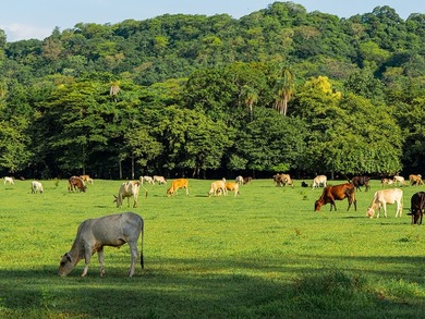 COSTA RICA: 1300+ acres of pristine Jungle/Forest/Valleys in the - photo 32