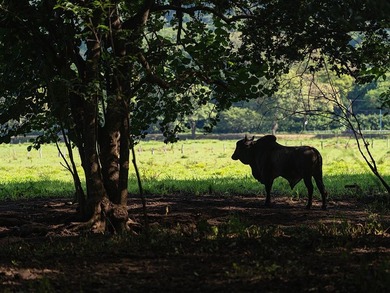 COSTA RICA: 1300+ acres of pristine Jungle/Forest/Valleys in the - photo 33