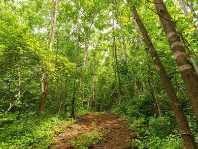 COSTA RICA: 1300+ acres of pristine Jungle/Forest/Valleys in the - photo 35