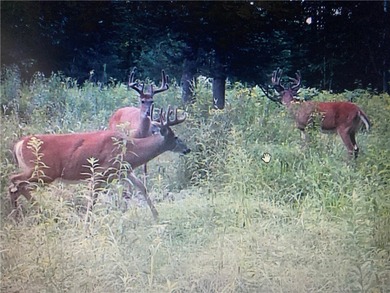 (private lake, pond, creek) Acreage For Sale in Ladysmith Wisconsin