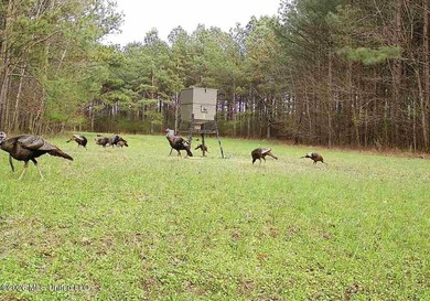 Discover an exceptional 291.57+/- acre property in Tippah County - photo 17