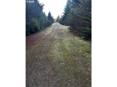 Nice 6+ acre building site on Northside of Siltcoos Lake with - photo 3