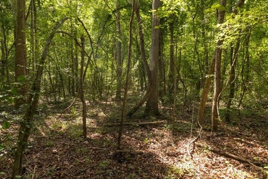 Turnkey 257.8 acre recreational tract in Tippah County - photo 14