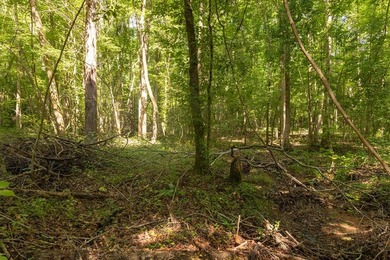 Turnkey 257.8 acre recreational tract in Tippah County - photo 15