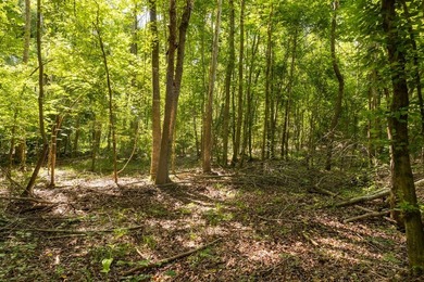 Turnkey 257.8 acre recreational tract in Tippah County - photo 16