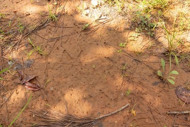 Turnkey 257.8 acre recreational tract in Tippah County - photo 20