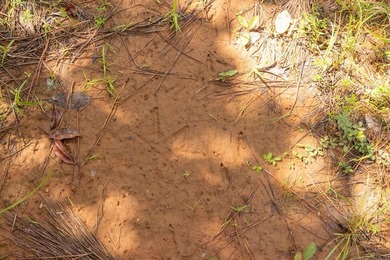 Turnkey 257.8 acre recreational tract in Tippah County - photo 21