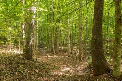 Turnkey 257.8 acre recreational tract in Tippah County - photo 34