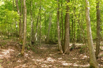 Turnkey 257.8 acre recreational tract in Tippah County - photo 35